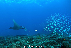 A mantaray eating plankton and little fishes by Alberto Romeo 